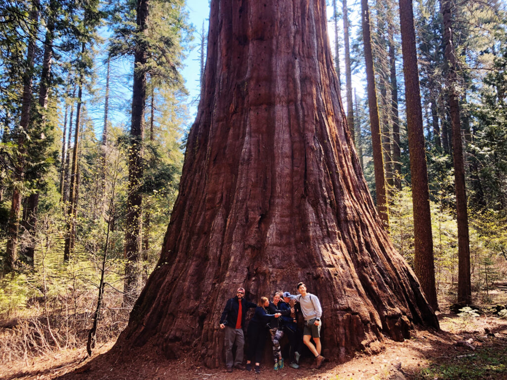Guests enjoying a guided hike to see giant sequoias