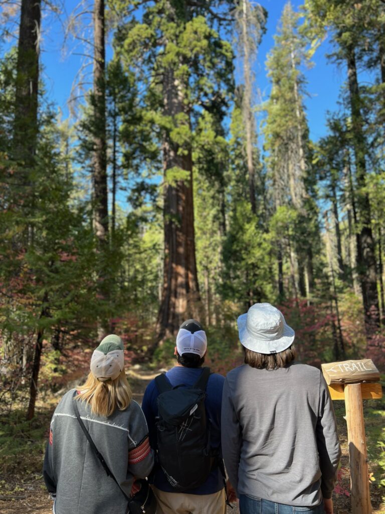 Group of visitors on a giant sequoia hike during a tour at Yosemite National Park