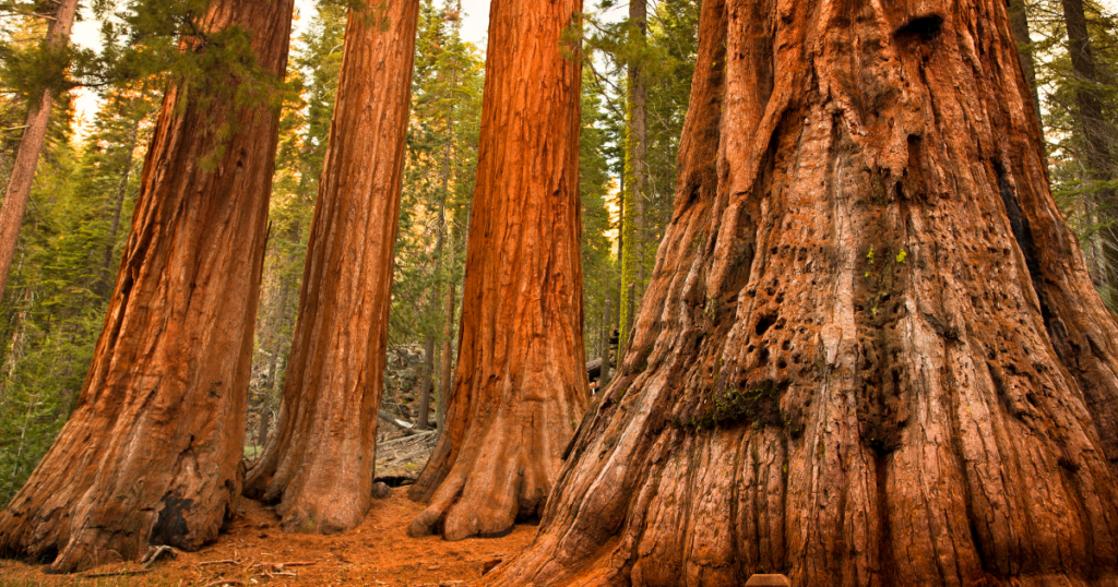 Mariposa Grove
